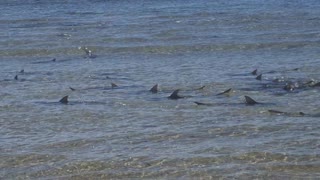 Hundreds of Sharks Swim Together on Secluded Beach