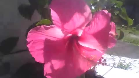 Flor hibisco rosa balança a todo momento, devido a um forte vento em sua direção [Nature & Animals]