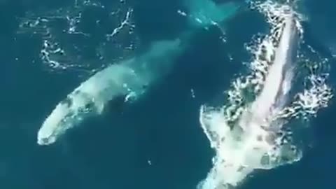 Beautiful Whales