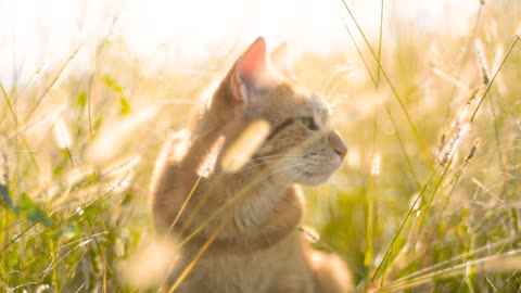 OMG! Cute cat in the sun