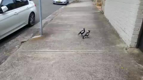 Cute, mother magpie wants naughty son to follow her lead