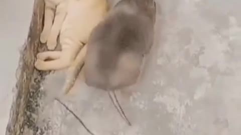 Kitten & mouse cuddle each other in Cutest possible way