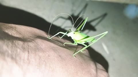 Beautiful Green Grasshopper (Omocestus viridulus)