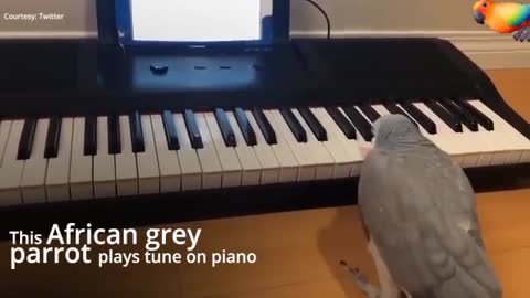 African Gray Parrot Plays Tune on Piano