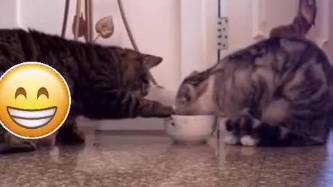 Cats eat with each other is not beautiful