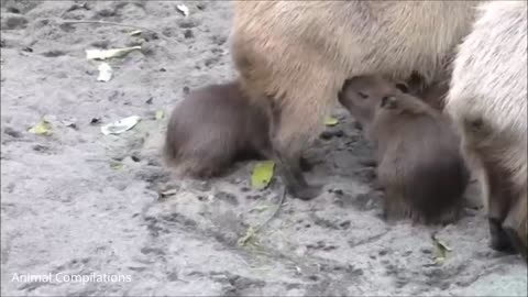 Baby Capybara Playing - CUTEST Compilation