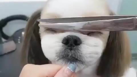 Cute puppie haircut