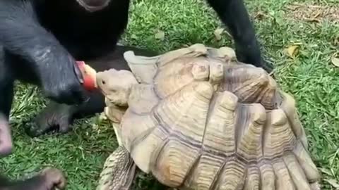 Monkey and turtle friendship