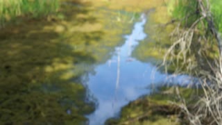 Beautiful Birch Forest Trekking in Fairbanks, Alaska in July