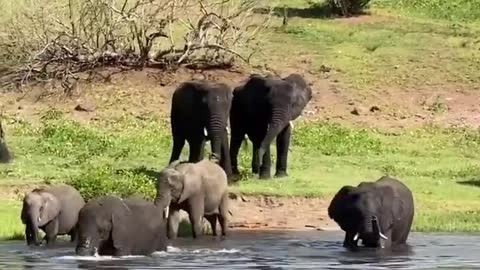 Bath Time elephants !