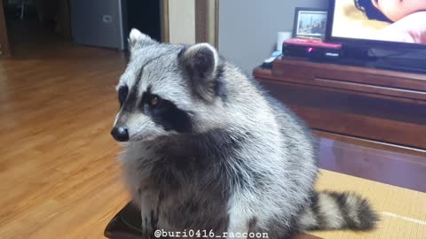 Raccoon rubs his small hand before stealing it.