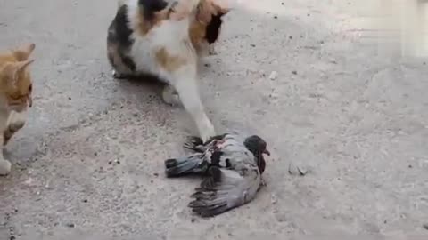 Cat Hunting Pigeon completion ,Cat hunted bird