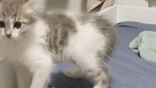 Hyper Kitten Starts Morning with Playtime