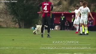 Funny dog brought a football match