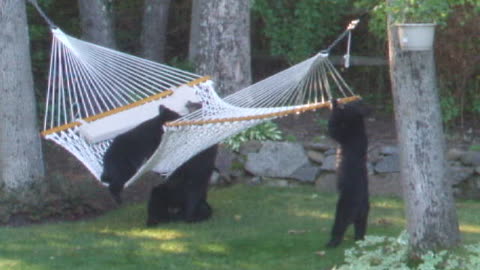 Bears Playing On A Hammock