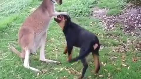 A strange friendship between a dog and a kangaroo