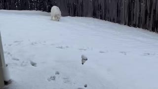 Rosie’s First Snow