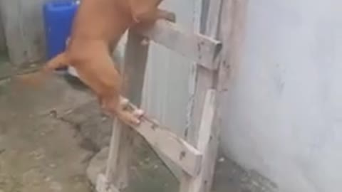 Cachorrinho escadeiro KKKKKK