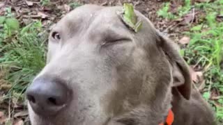 Frog hat? Gentle dog and a frog