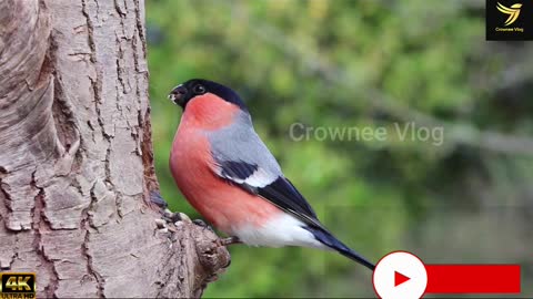 Bullfinch Bird Eating on Tree with Bird Song 4K UHD