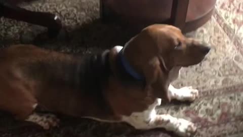 A basset hound with his cats