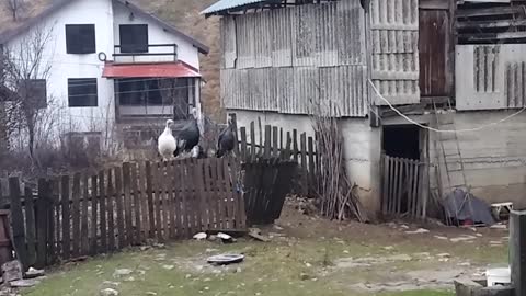 "Turkey whisperer" communicates with his turkeys