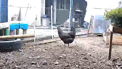 Chickens escape when they hear us