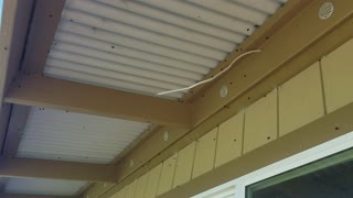Thousands of flies Swarming house