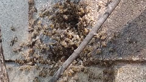 Bees in a concrete wall. 50 year old hive.