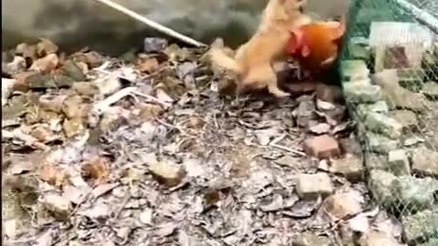 Chicken VS Dog Fight - Funny Dog Fight Video