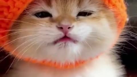 The most cute cat ever