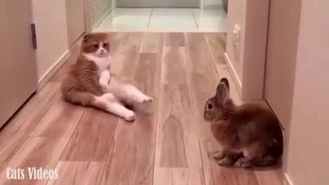 A cat Next To A Rabbit.