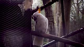 Cockatoo In Zoo Habitat Slow Motion