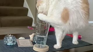 Smart Kitty