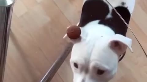 This dog really wants its candy 🐶🤣🤣