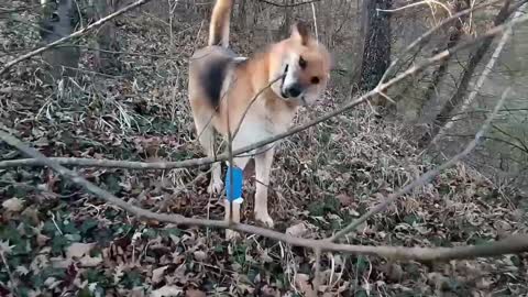 Dog Training video 2021