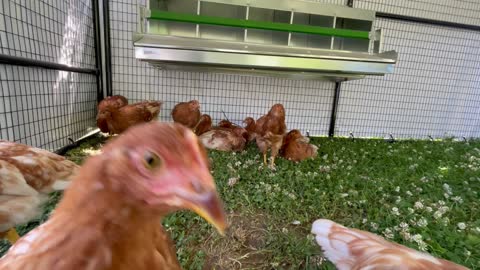 Chicks - Week 9