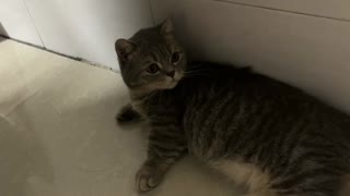 The cat lying on the floor looking at the tiles