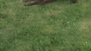 Brown dog rubs legs on grass