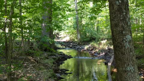 Summer Afternoon At The Creek