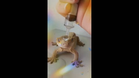 Waterproof lizard