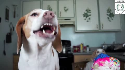 Chef Dog Bakes Cake: Funny Dog