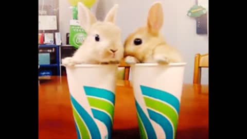 Cutest Bunnies Of The Weekthis cute animal compilation will make you laugh!