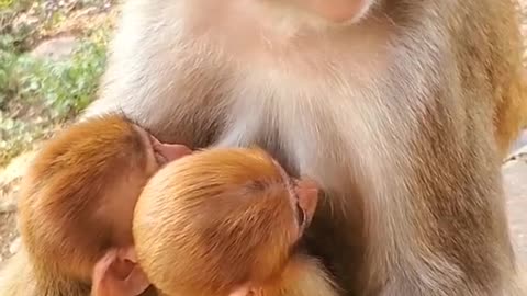 Cute Baby Monkey #12