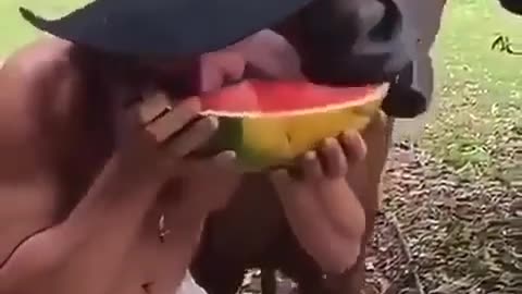 Just a guy and his horse sharing a watermelon together