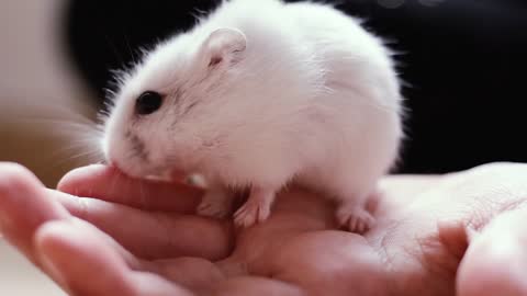 Meu Hamster Monark brincando com meu dedo