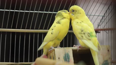 Two adorable budgies caught kissing