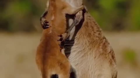 Kangaroo Mother and Kid love..