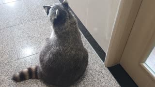 Raccoon walks on two feet along the wall to eat banana snacks.