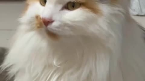 Cute cat video and fanny Cat Video